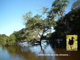 Eliminando su vida silvestre… 
 