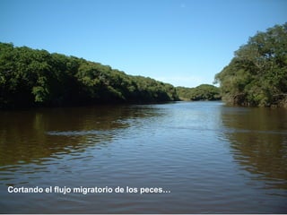 Cortando el flujo migratorio de los peces… 
 