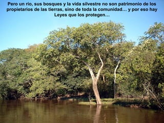 Pero un río, sus bosques y la vida silvestre no son patrimonio de los 
propietarios de las tierras, sino de toda la comunidad… y por eso hay 
Leyes que los protegen… 
 