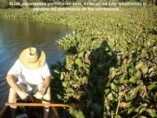 Si las autoridades permitieran esto, estarían no sólo admitiendo la 
pérdida del patrimonio de los correntinos… 
 