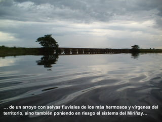 … de un arroyo con selvas fluviales de los más hermosos y vírgenes del 
territorio, sino también poniendo en riesgo el sistema del Miriñay… 
 