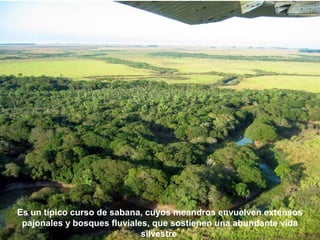 Es un típico curso de sabana, cuyos meandros envuelven extensos 
pajonales y bosques fluviales, que sostienen una abundante vida 
silvestre 
 