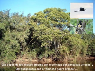 Las copas de los añosos árboles son recorridas por bandadas urracas y 
del bullanguero anó o “pirincho negro grande”… 
 