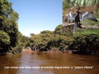 Las ramas más altas alojan al extraño biguá-mboí o “pájaro víbora” 
 
