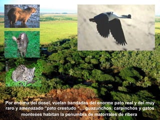 Por encima del dosel, vuelan bandadas del enorme pato real y del muy 
raro y amenazado “pato crestudo “… guazunchos, carpinchos y gatos 
monteses habitan la penumbra de matorrales de ribera 
 