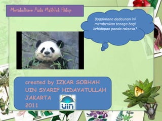 Metabolisme Pada Makhluk Hidup
                                  Bagaimana dedaunan ini
                                  memberikan tenaga bagi
                                 kehidupan panda raksasa?




       created by IZKAR SOBHAH
       UIN SYARIF HIDAYATULLAH
       JAKARTA
       2011
 