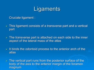 Ligaments
Cruciate ligament :
 This ligament consists of a transverse part and a vertical
part
 The transverse part is attached on each side to the inner
aspect of the lateral mass of the atlas
 It binds the odontoid process to the anterior arch of the
atlas
 The vertical part runs from the posterior surface of the
body of the axis to the anterior margin of the foramen
magnum
 