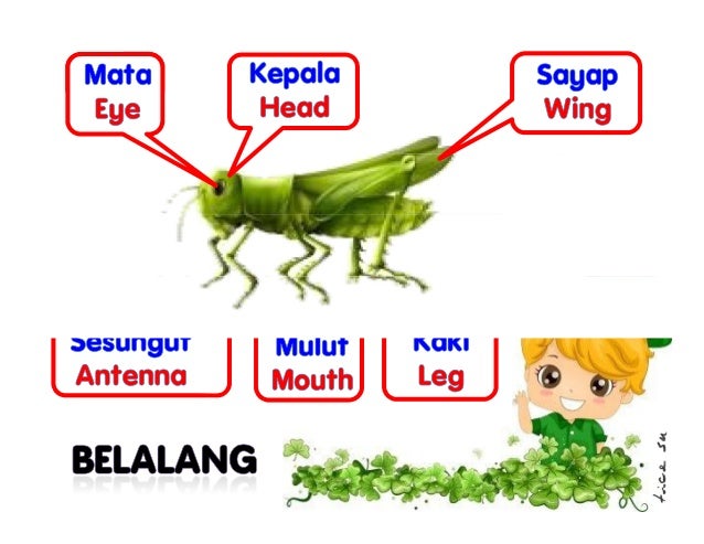 27 Nama Haiwan Murid Bi Ba