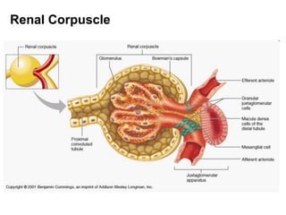 Renal Corpuscle
 
