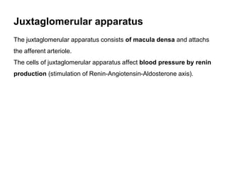 Juxtaglomerular apparatus
The juxtaglomerular apparatus consists of macula densa and attachs
the afferent arteriole.
The cells of juxtaglomerular apparatus affect blood pressure by renin
production (stimulation of Renin-Angiotensin-Aldosterone axis).
 