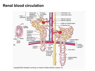 Renal blood circulation
 
