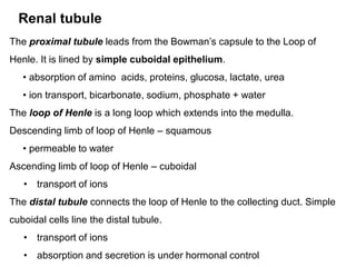 Renal tubule
The proximal tubule leads from the Bowman’s capsule to the Loop of
Henle. It is lined by simple cuboidal epithelium.
• absorption of amino acids, proteins, glucosa, lactate, urea
• ion transport, bicarbonate, sodium, phosphate + water
The loop of Henle is a long loop which extends into the medulla.
Descending limb of loop of Henle – squamous
• permeable to water
Ascending limb of loop of Henle – cuboidal
• transport of ions
The distal tubule connects the loop of Henle to the collecting duct. Simple
cuboidal cells line the distal tubule.
• transport of ions
• absorption and secretion is under hormonal control
 