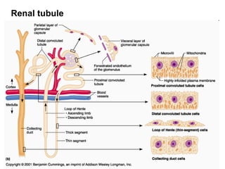 Renal tubule
 