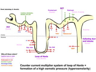 Counter current multiplier system of loop of Henle =
formation of a high osmotic pressure (hyperosmolarity)
 