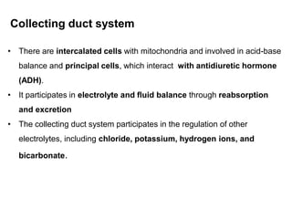 Collecting duct system
• There are intercalated cells with mitochondria and involved in acid-base
balance and principal cells, which interact with antidiuretic hormone
(ADH).
• It participates in electrolyte and fluid balance through reabsorption
and excretion
• The collecting duct system participates in the regulation of other
electrolytes, including chloride, potassium, hydrogen ions, and
bicarbonate.
 