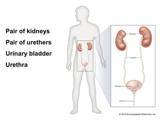 Pair of kidneys
Pair of urethers
Urinary bladder
Urethra
 