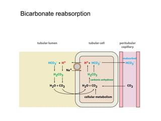 Bicarbonate reabsorption
 