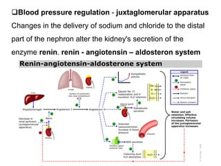 Blood pressure regulation - juxtaglomerular apparatus
Changes in the delivery of sodium and chloride to the distal
part of the nephron alter the kidney's secretion of the
enzyme renin. renin - angiotensin – aldosteron system
 
