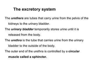 The urethers are tubes that carry urine from the pelvis of the
kidneys to the urinary bladder.
The urinary bladder temporarily stores urine until it is
released from the body.
The urethra is the tube that carries urine from the urinary
bladder to the outside of the body.
The outer end of the urethra is controlled by a circular
muscle called a sphincter.
The excretory system
 