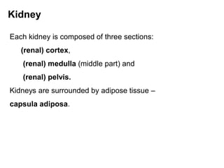 Kidney
Each kidney is composed of three sections:
(renal) cortex,
(renal) medulla (middle part) and
(renal) pelvis.
Kidneys are surrounded by adipose tissue –
capsula adiposa.
 