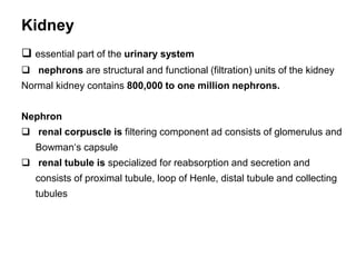  essential part of the urinary system
 nephrons are structural and functional (filtration) units of the kidney
Normal kidney contains 800,000 to one million nephrons.
Nephron
 renal corpuscle is filtering component ad consists of glomerulus and
Bowman‘s capsule
 renal tubule is specialized for reabsorption and secretion and
consists of proximal tubule, loop of Henle, distal tubule and collecting
tubules
Kidney
 