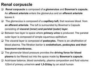 Renal corpuscle
 Renal corpuscle is composed of a glomerulus and Bowman's capsule.
An afferent arteriole enters the glomerulus and an efferent arteriole
leaves it.
 The glomerulus is composed of a capillary tuft, that receives blood from
an afferent arteriole. The tuft is surrounded by Bowman‘s Capsule
consisting of visceral (inner) and parietal (outer) layer.
 Between two layer is space where primary urine is produced. The parietal
outer layer is composed of simple squamous epithelium
 The visceral layer is composed of podocytes. There is an ultrafitration of
blood plasma. The filtration bariier is endothelium, podocytes and their
basement membranes.
 The glomerular blood pressure provides the driving force for blood
plasma to be filtered out into the space made by Bowman's capsule.
 Acid-base balance, blood osmolarity, plasma composition and fluid volume:
125ml of primary urine/min and 1,5-2l/day by an adult human
 