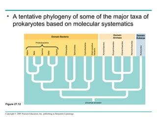 27 prokaryotes7th | PPT