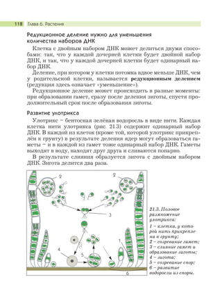 Глава 6. Растения118
Редукционное деление нужно для уменьшения
количества наборов ДНК
Клетка с двойным набором ДНК может делиться двумя спосо-
бами: так, что у каждой дочерней клетки будет двойной набор
ДНК, и так, что у каждой дочерней клетки будет одинарный на-
бор ДНК.
Деление, при котором у клетки потомка вдвое меньше ДНК, чем
у родительской клетки, называется редукционным делением
(редукция здесь означает «уменьшение»).
Редукционное деление может происходить в разные моменты:
при образовании гамет, сразу после деления зиготы, спустя про-
должительный срок после образования зиготы.
Развитие улотрикса
Улотрикс – бентосная зелёная водоросль в виде нити. Каждая
клетка нити улотрикса (рис. 21.3) содержит одинарный набор
ДНК. В каждой из клеток (кроме той, которой улотрикс прикреп-
лён к грунту) в результате деления ядер могут образоваться га-
меты – и в каждой из гамет тоже одинарный набор ДНК. Гаметы
выходят в воду, находят друг друга и сливаются попарно.
В результате слияния образуется зигота с двойным набором
ДНК. Зигота делится два раза.
3
2
1
2
5
6
4
21.3. Половое
размножение
улотрикса:
1 – клетка, у кото-
рой нить прикрепле-
на к грунту;
2 – созревание гамет;
3 – слияние гамет и
образование зиготы;
4 – зигота;
5 – созревание спор;
6 – развитие
водоросли из споры.
 