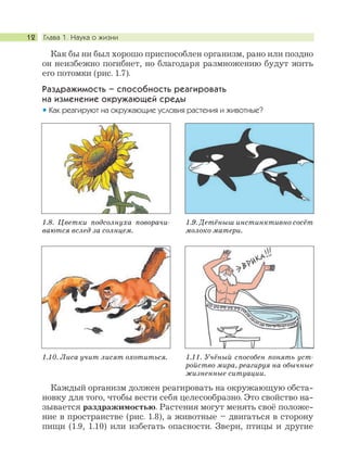 Глава 1. Наука о жизни12
Как бы ни был хорошо приспособлен организм, рано или поздно
он неизбежно погибнет, но благодаря размножению будут жить
его потомки (рис. 1.7).
Раздражимость – способность реагировать
на изменение окружающей среды
Как реагируют на окружающие условия растения и животные?
Каждый организм должен реагировать на окружающую обста-
новку для того, чтобы вести себя целесообразно. Это свойство на-
зывается раздражимостью. Растения могут менять своё положе-
ние в пространстве (рис. 1.8), а животные – двигаться в сторону
пищи (1.9, 1.10) или избегать опасности. Звери, птицы и другие
1.8. Цветки подсолнуха поворачи-
ваются вслед за солнцем.
1.9. Детёныш инстинктивно сосёт
молоко матери.
1.10. Лиса учит лисят охотиться. 1.11. Учёный способен понять уст-
ройство мира, реагируя на обычные
жизненные ситуации.
 