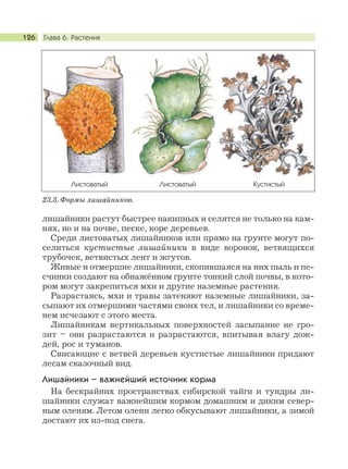 Глава 6. Растения126
лишайники растут быстрее накипных и селятся не только на кам-
нях, но и на почве, песке, коре деревьев.
Среди листоватых лишайников или прямо на грунте могут по-
селиться кустистые лишайники в виде воронок, ветвящихся
трубочек, ветвистых лент и жгутов.
Живые и отмершие лишайники, скопившаяся на них пыль и пе-
счинки создают на обнажённом грунте тонкий слой почвы, в кото-
ром могут закрепиться мхи и другие наземные растения.
Разрастаясь, мхи и травы затеняют наземные лишайники, за-
сыпают их отмершими частями своих тел, и лишайники со време-
нем исчезают с этого места.
Лишайникам вертикальных поверхностей засыпание не гро-
зит – они разрастаются и разрастаются, впитывая влагу дож-
дей, рос и туманов.
Свисающие с ветвей деревьев кустистые лишайники придают
лесам сказочный вид.
Лишайники – важнейший источник корма
На бескрайних пространствах сибирской тайги и тундры ли-
шайники служат важнейшим кормом домашним и диким север-
ным оленям. Летом олени легко обкусывают лишайники, а зимой
достают их из-под снега.
23.3. Формы лишайников.
Листоватый Листоватый Кустистый
 