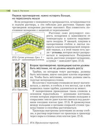 Глава 6. Растения142
Первое противоречие: нужно испарять больше,
но пересохнуть нельзя
Если испарение с поверхности прекращается, останавливается
и подъём раствора, а это гибельно для растения. Однако при
чрезмерном испарении растение высохнет. Как совместить по-
стоянное испарение с защитой от пересыхания?
Растение само регулирует ско-
рость испарения в зависимости от
температуры и сухости окружаю-
щего воздуха. У хвощей, плаунов и
папоротников стебли и листья по-
крыты влагонепроницаемой покров-
ной тканью, а в этой ткани есть ще-
ли – устьица, которые могут раскры-
ваться и закрываться. Раскрывая
щели, растение ускоряет испарение,
а сужая – замедляет (рис. 27.2).
Второе противоречие: проводящие клетки должны
быть жёсткими, но не должны мешать росту
Трубки, по которым текут растворы, должны
быть жёсткими, иначе соседние клетки пережмут
их. Чтобы быть жёсткими, клетки должны иметь
толстые негнущиеся стенки.
Но клетки с толстыми стенками не могут вытяги-
ваться, а значит, и стебель в тех местах, где в нём
появились такие трубки, удлиниться не может.
У папоротников проводящая ткань сложена в
основном трахеидами – длинными клетками,
стенки которых укреплены жёсткими кольцами и
спиралями: они не дают клетке смяться под давле-
нием соседних клеток (рис. 27.3). В промежутках
между кольцами и витками спиралей стенки тра-
хеид тонкие и способны растягиваться.
Трахеиды выстроены цепочками по всему стеб-
лю, и раствор перетекает из трахеиды в трахеиду
через поры в стенках этих клеток (рис. 27.4).
27.2. Схема устьица. Срез: 1 –
щель, 2 – замыкающая клетка.
1 2
27.3. Трахеиды.
27.4. Примыкание трахеид.
 