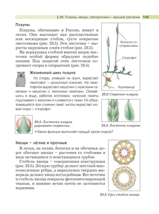 Хвощи – лёгкие и прочные
В лесах, на полях, болотах и на обочинах до-
рог обитают хвощи – растения со стеблями в
виде ветвящихся и неветвящихся трубок.
Стебель хвоща – совершенная конструкция
(рис. 28.5). Лёгкую трубку делают жёсткой мно-
гочисленные рёбра, а вкрапления твёрдого ми-
нерала делают хвощ несъедобным. Все веточки
и стебель хвоща покрыты фотосинтезирующей
тканью, и нижние ветви почти не затеняются
верхними.
§ 28. Плауны, хвощи, папоротники – высшие растения 145
Плауны
Плауны, обитающие в России, живут в
лесах. Они выглядят как распластанные
или восходящие стебли, густо покрытые
листочками (рис. 28.2). Эти листочки – вы-
росты наружных слоёв стебля (рис. 28.3).
На верхушках стеблей многих видов лис-
точки особой формы образуют подобие
шишки. Под защитой этих листочков со-
зревают споры в спорангиях (рис. 28.4).
Жизненный цикл плауна
Из споры, упавшей на грунт, вырастает
гаметофит – крохотный комочек. На гаме-
тофитах вырастают мешочки с мужскими га-
метами и мешочки с женскими гаметами. Оказав-
шись в воде, работая жгутиками, мужские гаметы
подплывают к женским и сливаются с ними. Из обра-
зовавшейся при слиянии гамет зиготы вырастает но-
вый плаун – спорофит.
28.2. Строение плауна.
Колосок со
спорангиями
Спорофит
Корневище
28.3. Листочки плаунов.
28.5. Срез стебля хвоща.
28.4. Листочки плауна
укрывают спорангии.
Какие функции выполняет каждый орган плауна?
 