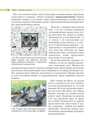 Глава 1. Наука о жизни16
Все эти отличительные черты, благодаря которым живые организмы
существуют в природе, учёные называют приспособлениями. Однако
возникает вопрос: если кошки такие приспособленные, почему они не
съели всех мышей? Очевидно, рядом с приспособленными кошками жи-
вут приспособленные мыши.
Если бы у каждой пары мышей
(рис. 1.15) все потомки доживали
до размножения, мыши очень ско-
ро выселили бы людей из домов.
Оказывается, у всех животных – и
у слонов с их несколькими де-
тёнышами за всю жизнь, и у трес-
ки с её миллионами икринок – со-
храняются и вырастают в сред-
нем всего два потомка от пары
родителей. Они и заменяют своих
родителей, чтобы продолжить
род, когда те состарятся.
Если большинству суждено по-
гибнуть, то кто же именно продол-
жит мышиный род? Множество
опасностей подстерегает мышей: каждый день нужно найти достаточно
еды и питья. Холодной зимой легко замёрзнуть, не найдя убежища. Сла-
бые зверьки могут заболеть или попасть в лапы кошке. Трудно уцелеть
в этой постоянной борьбе за существование. Лишь немногим удастся
выжить.
Брат похож на брата, но всегда
чем-то отличается от него. Особен-
но легко мы различаем то, что нам
знакомо. Но не все различия замет-
ны для глаза. Вспомни, как собаки
бывают похожи, но хозяин всегда
узнает свою. Посмотри на рисунок
1.16: как непохожи друг на друга
эти голуби! Отличаются от других
представителей своего вида и мы-
ши, и деревья – вообще все живые
организмы. Различия между род-
ственными организмами называют
изменчивостью.
1.15. Из многочисленного потомства
пары мышей, как правило, только
двоим удаётся выжить и принести
собственное потомство.
1.16. Голуби при внимательном рас-
смотрении непохожи друг на друга.
 