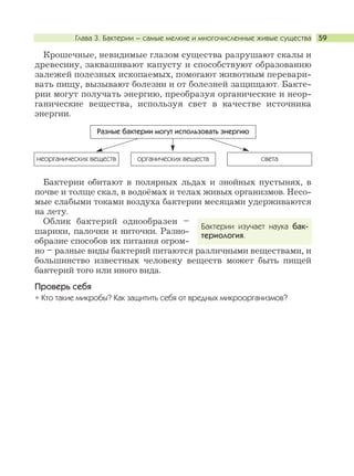 Глава 3. Бактерии – самые мелкие и многочисленные живые существа 59
Крошечные, невидимые глазом существа разрушают скалы и
древесину, заквашивают капусту и способствуют образованию
залежей полезных ископаемых, помогают животным перевари-
вать пищу, вызывают болезни и от болезней защищают. Бакте-
рии могут получать энергию, преобразуя органические и неор-
ганические вещества, используя свет в качестве источника
энергии.
Бактерии обитают в полярных льдах и знойных пустынях, в
почве и толще скал, в водоёмах и телах живых организмов. Несо-
мые слабыми токами воздуха бактерии месяцами удерживаются
на лету.
Облик бактерий однообразен –
шарики, палочки и ниточки. Разно-
образие способов их питания огром-
но – разные виды бактерий питаются различными веществами, и
большинство известных человеку веществ может быть пищей
бактерий того или иного вида.
Проверь себя
Кто такие микробы? Как защитить себя от вредных микроорганизмов?
Бактерии изучает наука бак-
териология.
неорганических веществ органических веществ света
Разные бактерии могут использовать энергию
 
