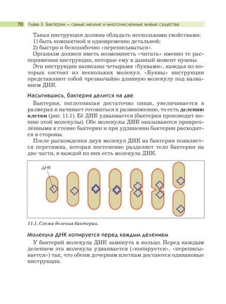Глава 3. Бактерии – самые мелкие и многочисленные живые существа70
Такая инструкция должна обладать несколькими свойствами:
1) быть компактной и одновременно детальной;
2) быстро и безошибочно «переписываться».
Организм должен иметь возможность «читать» именно те рас-
поряжения инструкции, которые ему в данный момент нужны.
Эти инструкции написаны четырьмя «буквами», каждая из ко-
торых состоит из нескольких молекул. «Буквы» инструкции
представляют собой чрезвычайно длинную молекулу под назва-
нием ДНК.
Насытившись, бактерия делится на две
Бактерия, поглотившая достаточно пищи, увеличивается в
размерах и начинает готовиться к размножению, то есть делению
клетки (рис. 11.1). Её ДНК удваивается (бактерия производит ко-
пию этой молекулы). Обе молекулы ДНК оказываются прикреп-
лёнными к стенке бактерии и при удлинении бактерии расходят-
ся в стороны.
После расхождения двух молекул ДНК на бактерии появляет-
ся перетяжка, которая постепенно разделяет тело бактерии на
две части, в каждой из них есть молекула ДНК.
Молекула ДНК копируется перед каждым делением
У бактерий молекула ДНК замкнута в кольцо. Перед каждым
делением эта молекула удваивается («копируется», «переписы-
вается») так, что обеим дочерним клеткам достаются одинаковые
инструкции.
11.1. Cхема деления бактерии.
ДНК
 