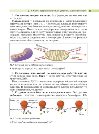 § 14. Клетки ядерных организмов устроены сложнее бактерий 85
3. Извлечение энергии из пищи. Эту функцию выполняют ми-
тохондрии.
Митохондрии – пузырьки из мембраны с многочисленными
выступами внутри (рис. 14.1). Чем больше площадь поверхности
этих выступов, тем больше молекул-инструментов помещается в
митохондрии. Митохондрии непрерывно поворачиваются, изги-
баются, сливаются друг с другом и делятся. В митохондриях про-
исходит дыхание: молекулы органических веществ разруша-
ются, а их части соединяются с кислородом. В ходе этих реакций
выделяется необходимая клетке энергия.
4. Сохранение инструкций по управлению работой клетки.
Этим занимается ядро. Ядро – часть клетки, ответственная за
хранение ДНК.
Использование ДНК – это чтение содержащейся в ней инфор-
мации и передача клетке команд по выработке определённых
веществ. В зависимости от обстоятельств клетка использует то
одни инструкции, то другие.
5. Создание новых белков для построения тела. Это делают
рибосомы – комочки, синтезирующие молекулы белка (рис. 14.2).
14.1. Внешний вид и работа митохондрии.
Зачем нужны выросты и складки внутри митохондрии?
Органические
вещества Углекислый газ
Вода
ЭнергияКислород
14.2. Схема работы рибосомы.
Когда у рибосомы больше всего работы?
Рибосома Молекула-
инструкция
Аминокислоты
Белок
 