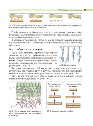 § 15. Грибы – гетеротрофы 89
Грибы похожи на бактерии тем, что всасывают органические
вещества, а отличаются тем, что их клетки имеют ядра. Большин-
ство грибов многоклеточны.
В отличие от растений, грибы не могут создавать сахар из воды
и углекислого газа. Грибам необходим кислород, а без света они
обходятся.
Тело грибов состоит из нитей
Тело большинства грибов образовано
тонкими, как нити, трубочками, заполнен-
ными цитоплазмой. Эти нити называют ги-
фами. Гифы одних видов разделены попе-
речными стенками на клетки, а других – не
разделены (рис. 15.2).
Нити, составляющие гриб, могут туго или рыхло переплетаться,
ветвиться, срастаться друг с другом, образуя плёнки наподобие
войлока или видимые невооружённым глазом жгуты (рис. 15.3).
Нити гриба прирастают поперечным делением клеток (вдоль
клетки нити не делятся, см. рис. 15.4).
15.1. Клетка гриба выделяет молекулы-инструменты, которые превраща-
ют несъедобные вещества в съедобные.
15.2. Гифы грибов.
15.4. Деление нитей грибов.
Так клетки грибов
не делятся
Так прирастают
гифы грибов
1
2
15.3. Срез листа под микроско-
пом. Гифы гриба (1) прорастают
в лист (2).
 