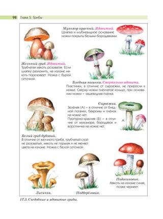 Глава 5. Грибы98
17.3. Cъедобные и ядовитые грибы.
Желчный гриб. Ядовитый.
Трубчатая мякоть розоватая. Если
шляпку разломить, на изломе мя-
коть порозовеет. Ножка с бурой
сеточкой.
Сыроежка.
Зелёная (А) – в отличие от блед-
ной поганки, бахромы и плёнок
на ножке нет.
Пурпурно-красная (Б) – в отли-
чие от мухомора, бородавок и
воротничка на ножке нет.
Белый гриб дубовый.
В отличие от желчного гриба, трубчатый слой
не розоватый, мякоть не горькая и не меняет
цвета на изломе. Ножка с белой сеточкой.
Бледная поганка. Смертельно ядовита.
Пластинки, в отличие от сыроежки, не приросли к
ножке. Сверху ножки плёнчатое кольцо, при основа-
нии ножки – чашевидная плёнка.
Мухомор красный. Ядовитый.
Шляпка и клубневидное основание
ножки покрыты белыми бородавками.
Лисичка. Подберёзовик.
А
Б
Подосиновик.
Мякоть на изломе синяя,
позже чернеет.
 