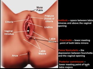 33
Fourchette – lower meeting
point of both labia minora
Fossa Navicularis – the
depression between fourchette
and the vaginal opening
Vestibule – space between labia
minoras and above the vaginal
opening
Posterior commissure –
lower meeting point of both
labia majora
 
