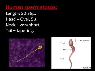 Human spermatozoa:
Length: 50-55µ.
Head – Oval, 5µ.
Neck – very short.
Tail – tapering.
 