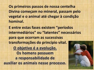 Os primeiros passos de nossa centelha
Divina começam no mineral, passam pelo
vegetal e o animal até chegar à condição
hominal.
E entre estas fases existem “períodos
intermediários” ou “latentes” necessários
para que ocorram as sucessivas
transformações do princípio vital.
 