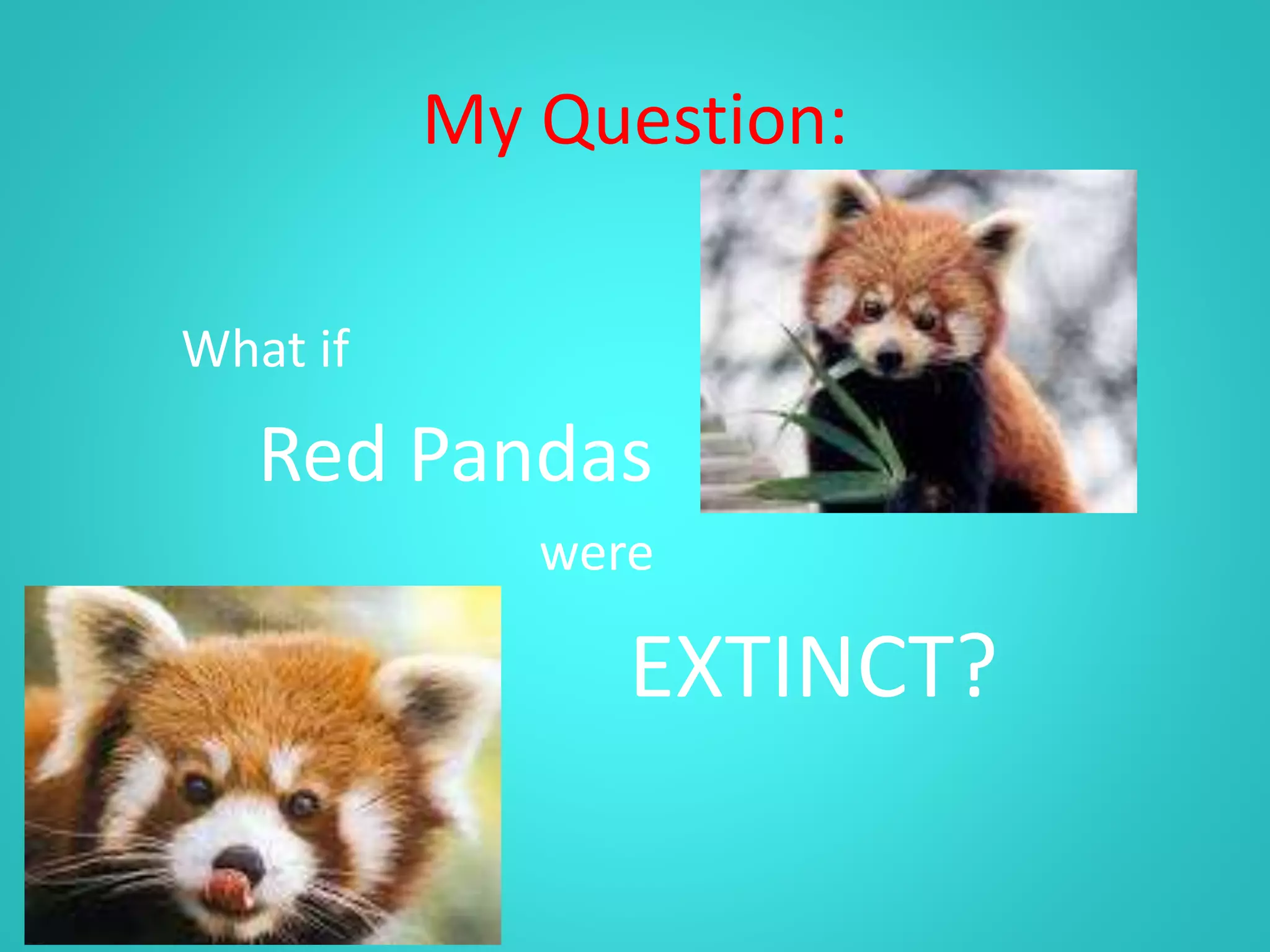 Red panda | PPT