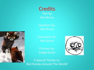Red panda | PPTX