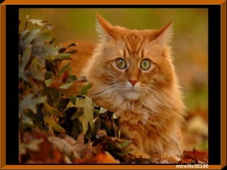 mireille30100 