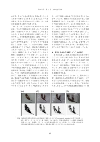 放射化学 第 27 号 2013, pp.12-19

の沈着、及びその後の降雨による洗い落としによ
11,12

る林床への移行などを考える必要がある。

も、スギの樹葉にはおよそ半分の放射性セシウム

落

が残っていた。樹葉試料に染色反応を施して顕

葉樹林で樹冠に葉が付いていない場合には、林床

微鏡観察をすると、洗剤処理により葉表面のワッ

に直接沈着する割合が大きくなる。

クス成分が除去されていることが確認された。こ

 2011 年 12 月に川俣町山木屋地区のスギ人工林

れは放射性セシウムが葉の組織の中に吸収され

13

においてスギの樹葉試料を採取した。 この樹葉

12
ていることを示唆している。 アカマツの樹葉試

試料は原発事故よりも後に落葉したものと考え

料を採取して同様のリーチング処理を行っても、

られる。すなわち原発事故時には樹冠にあったも

半分以上の放射性セシウムが樹葉中に残った。ま

のである。この樹葉試料を純水、洗剤、アセトン

た、原発事故時にすでにリター層（落葉 落枝層）
・

を用いて順にリーチングを行い、処理前後にそ

に落葉していた枯葉試料（スギ、コナラ）であっ

れぞれ光学写真及びオートラジオグラフ像を撮

ても同様の結果であった。これは、枯葉であって

影した（図 4）
。なお、ここで用いた洗剤は 0.14%

も放射性セシウムが沈着すれば葉の組織の中に

の脂肪酸カリウムであり、特に他の添加剤は含

何らかの形で取り込まれることを示唆している。

まれていなかった。オートラジオグラフ像が示
す通り、3 段階のリーチング処理を行った後でも

4．河川を経由した放射性セシウムの移行

樹葉には放射性セシウムが残っていることがわ

 地表に沈着し土壌表層に固定された放射性セ

かる。オートラジオグラフ像はすべて同条件（露

シウムは、一部は巻き上げによって大気へと再浮

光時間）で分析を行っているので、かなりの量の

遊するかもしれないが、大まかには侵食過程を経

放射性セシウムが残っていることが定性的にも

て河川に流入し、海洋に運ばれることになる。し

分かる。リーチング処理前後のオートラジオグラ

たがって、河川を経由して運搬されていく放射性

フ像の強度を比較すると、純水処理では約 40%、

セシウムが粒子態と溶存態でどのような割合で

洗剤処理で約 10% の放射性セシウムが取り除か

存在するのかは、移行量の見積もりにおいて重要

れ、アセトン処理では殆ど抽出されないことが分

な基礎情報である。

かった。純水処理による放射性セシウムの減少

 2011 年の 6 月から 7 月にかけて、福島県の主

は、葉表面の水溶性成分の溶出または物理的に吸

要一級河川である阿武隈川とその支流の一つで

着していた放射性セシウムを含む粒子が取り除

ある口太川で河川水試料の採取を行った。現地

かれた結果であると考えられる。さらに、洗剤

にて河川水を篩やフィルターを用いて連続的に

やアセトンによるリーチング処理を行った後で

ろ過しながら、3 つの浮遊懸濁粒子態画分（> 63

(a)

(c)

(b)

(d)

図 4 福島県伊達郡川俣町の山木屋地区で採取したスギ Cryptomeria japonica ）
（
の光学写真像
（上
段）及びオートラジオグラフ像（下段）（a）
。
生試料、
（b）
純水処理後、
（c）
洗剤（0.14% 脂
肪酸カリウム）処理後、
（d）
アセトン処理後の結果をそれぞれ示す。ここに示すスギの樹葉
試料は原発事故時には樹冠にあり、事故後に落葉したと考えられるものである。

15

 