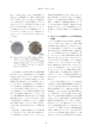 放射化学 第 27 号 2013

μ m, 3 ‒ 63 μ m, 0.45 ‒ 3 μ m）と溶存態画分（<

事故後の比較的初期では、粒子と反応しなかった

0.45 μ m）に分画採取した。採取した試料の分析

成分が溶存態として河川へと流入した可能性を

を行った結果、少なくとも 70% 以上の放射性セ

示唆している。最近の著者らの研究グループの実

シウムが粒子態として河川を移動していたこと

験から、土壌粒子への腐植物質の吸着により、セ

が分かった。そして、粒子態の中でも特に 3 ‒ 63

シウムの粘土鉱物への吸着が一部阻害される結

μ m サイズの寄与が最も大きかった。フィルター

果が得られており、このことが放射性セシウムの

上に捕集されたこのサイズの懸濁粒子をオート

溶存態としての移行を促進している可能性もあ

ラジオグラフィで分析したところ、放射性セシウ

14
る。

ムはフィルター上にやはり不均一に分布してい
た（図 5）7
｡

5．分子レベルでの放射性セシウムの不均質分布

(a)

 セシウムは環境中では水に溶け易い 1 価の陽イ

の成因

(b)

オンとして存在するが、雲母や 2：1 型粘土鉱物
に特異的に安定に吸着することが知られている。
これら粘土鉱物は、ケイ素やアルミニウムの酸化
物が 2 次元に広がった層が積み重なった構造を持
ち、これらの層間に様々なイオンを吸着する。特

5 cm

に、セシウムイオンは粘土鉱物の層間に安定に吸
図 5 2011 年 7 月 31 日に口太側下流地点（福島県二
本松市）において採取した河川懸濁粒子の（a）
オートラジオグラフ像、及び（b）
光学写真像。
懸濁粒子は孔径 3 μ m のフィルター上でろ過す
ることにより捕集したものであり、3 ‒ 63 μ m の
粒子サイズに相当する。

着されると考えられているが、これにはセシウム
イオンの大きなサイズが影響している。水溶液中
の溶存セシウム、すなわち水和イオンは、8 個の
水分子と酸素を介して結合するが、大きなセシウ
ムイオンでは水和が弱い。一方、このように大き
なセシウムイオンは、2：1 型粘土鉱物や雲母の

 以上の結果は、i）
河川中を移行する無数の懸濁

ケイ酸塩 4 面体シートが層間に作る六員環にサイ

粒子の内、ほんの一部が放射性セシウムを高濃度

ズ的にフィットする。この状態が水和状態より安

に保持した粒子であること、ii）
一度粒子に吸着さ

定であるため、セシウムイオンの特異的な吸着が

れた放射性セシウムは容易には脱着しないため

15
起きる。

懸濁粒子間で放射性セシウムが均質化しないこ

 このような粘土鉱物中でのセシウムの安定性

と、などを示す。河川懸濁粒子に 1 M 塩化アン

は EXAFS（広域 X 線吸収微細構造）法を用いる

モニア水溶液や 2 M 塩酸を加えても、放射性セ

16
ことにより分光学的に確かめることが出来る。 実

シウムは 4% 程度しか溶出しなかった 7。このこ

試料中の放射性セシウム（3000 Bq/kg 程度）の

とは、放射性セシウムが土壌粒子や懸濁粒子に吸

重量濃度（＜ 10‒6 mg/kg）は原子数に換算する

着したまま環境中を移動し易いことを示してお

とごく微量であり、それらの試料に含まれる放射

り、実際の観測事実と整合的である。以上の観測

性セシウムの化学状態を直接推定するのは困難

結果を踏まえると、エアロゾル中で不均一に存在

である。そこで、福島で採取した土壌や河川堆積

し水溶性が高かった放射性セシウムは、土壌沈着

物試料に安定同位体セシウム（133Cs）を添加し、

後に不溶性に変化し、そのことで不均一性を保っ

EXAFS スペクトルの測定を行うことで、その

たまま土壌−河川系を移行するという解釈が成

7,17
セシウム周囲の構造を調べた。 EXAFS スペク

り立つ。

トルをフーリエ変換して得られる動径構造関数

 先述の通り、大部分の放射性セシウムが粒子態

（RSF）を解析することにより、中心元素である

として移行する一方で、最大 30% の放射性セシ

セシウムから R の距離（厳密には位相シフト Δ R

ウムが溶存態として移行していた。このことは、

を含む）にどのような元素が存在するかを知る

16

 