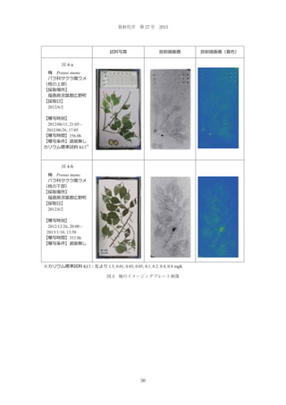 放射化学 第 27 号 2013

Fig.4-a
図 4-a
Prunus mume

2012/6/2

2012/06/11, 21:05 2012/06/26, 17:05
356.0h
KCl

Fig.4-b
図 4-b
Prunus mume

2012/6/2

2012/12/26, 20:00 2013/1/10, 13:50
353.8h

KCl

1.5, 0.01, 0.03, 0.05, 0.1, 0.2, 0.4, 0.8 mgK
図 4 梅のイメージングプレート画像

50

 