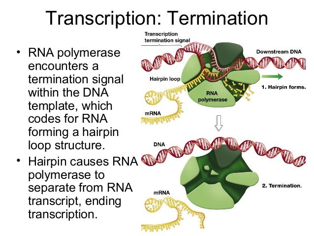 27 28 105 fa13 transcription and translation skel