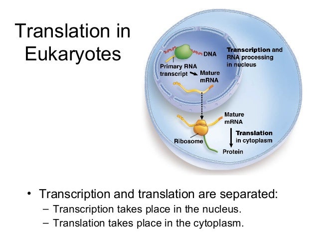 Where Does Transcription Take Place In A Eukaryotic Cell