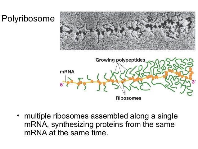 27 28 105 fa13 transcription and translation skel
